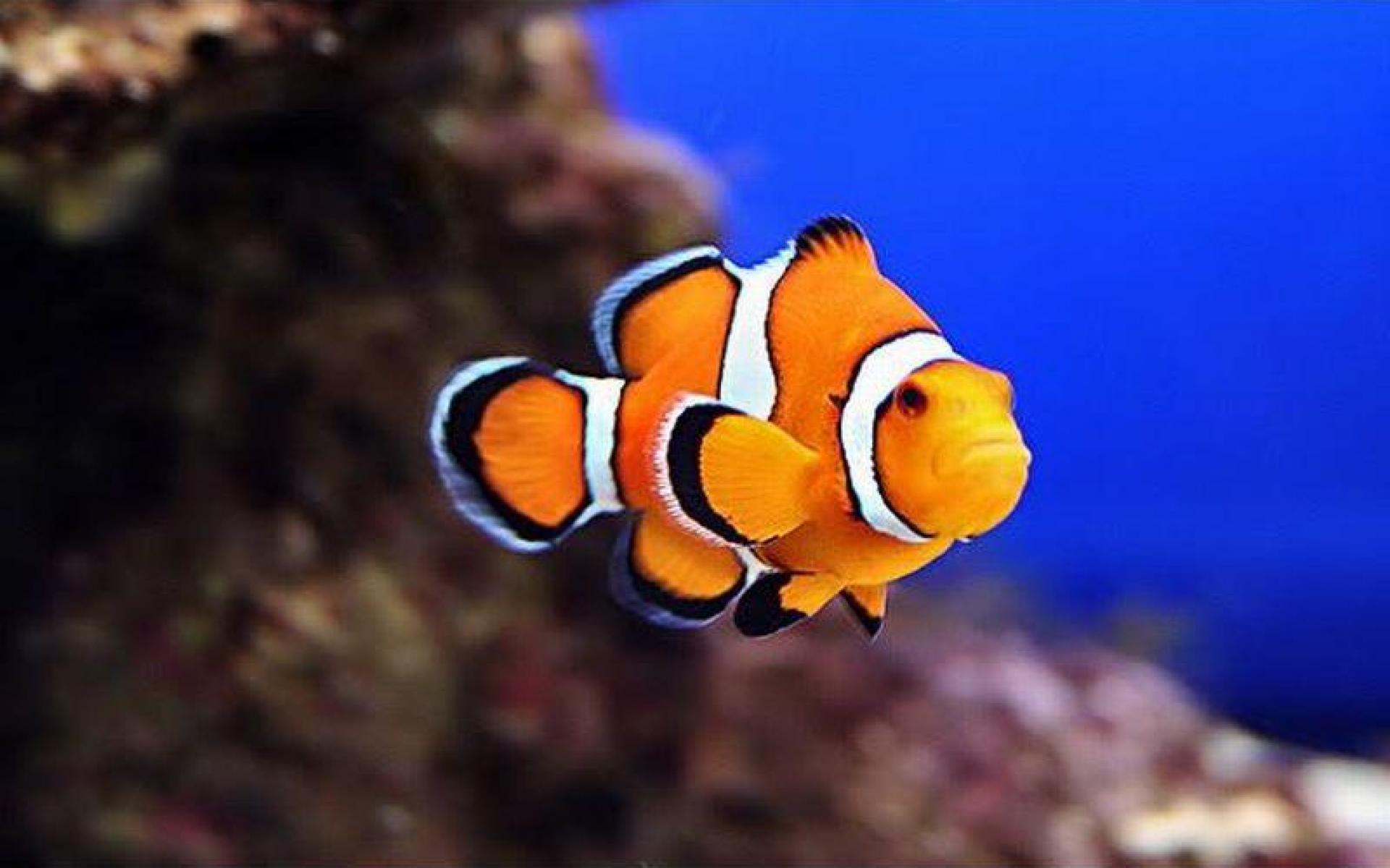 Amazing Clownfish Pictures & Backgrounds