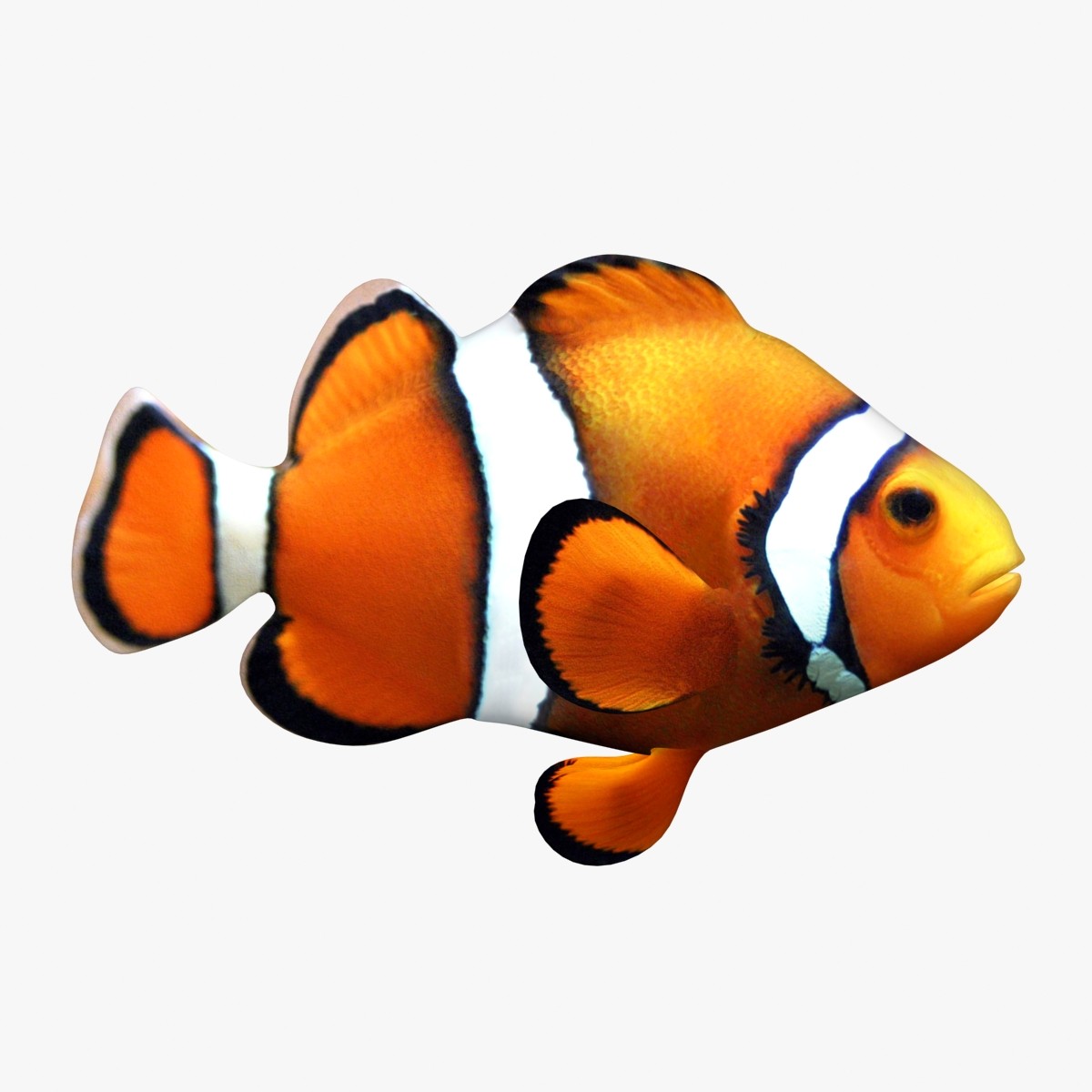 Clownfish High Quality Background on Wallpapers Vista