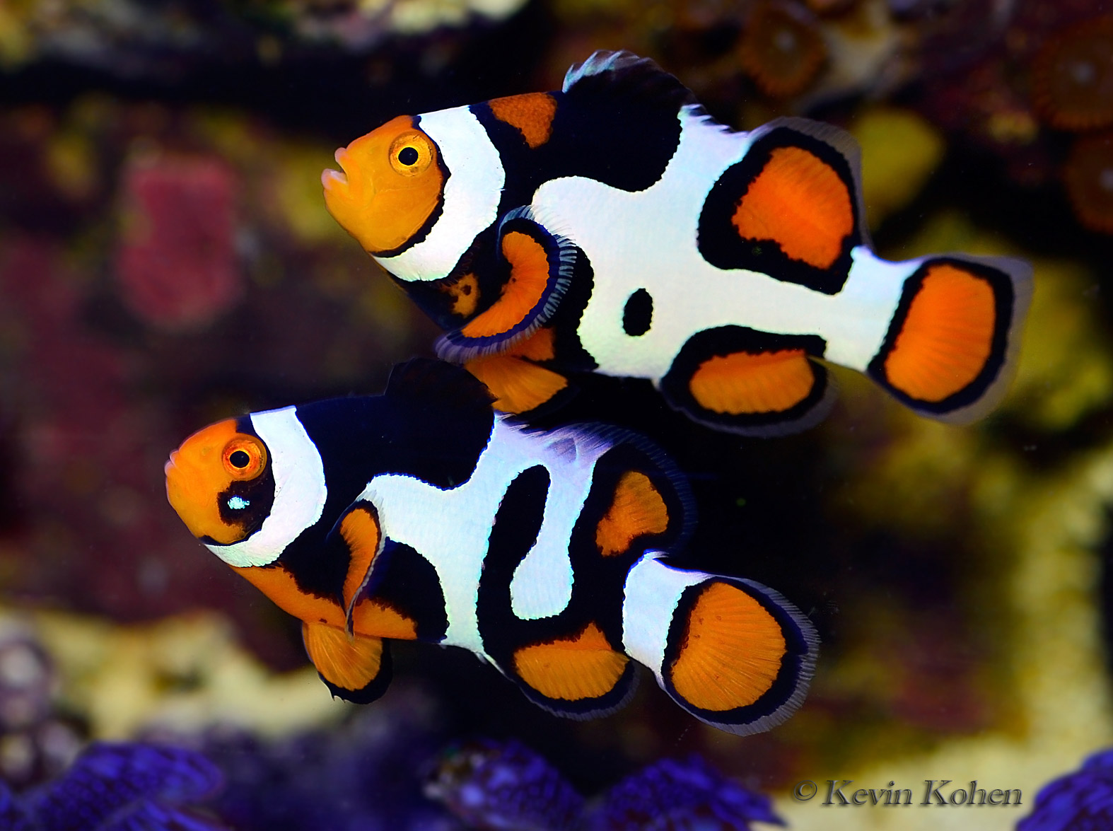 Images of Clownfish | 1574x1175