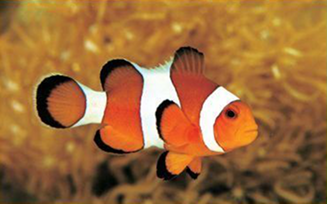Images of Clownfish | 640x400