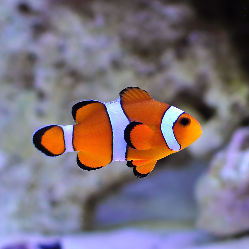 HD Quality Wallpaper | Collection: Animal, 1000x1000 Clownfish