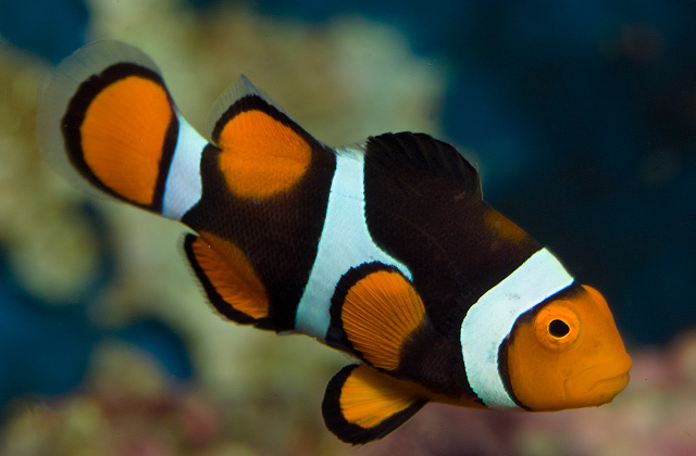 Clownfish Backgrounds on Wallpapers Vista