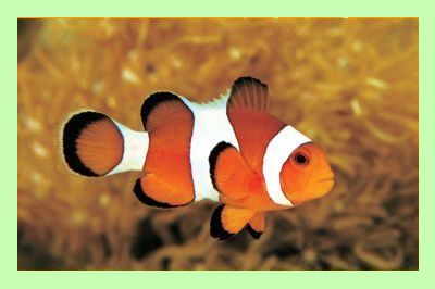 Clownfish Backgrounds, Compatible - PC, Mobile, Gadgets| 400x266 px