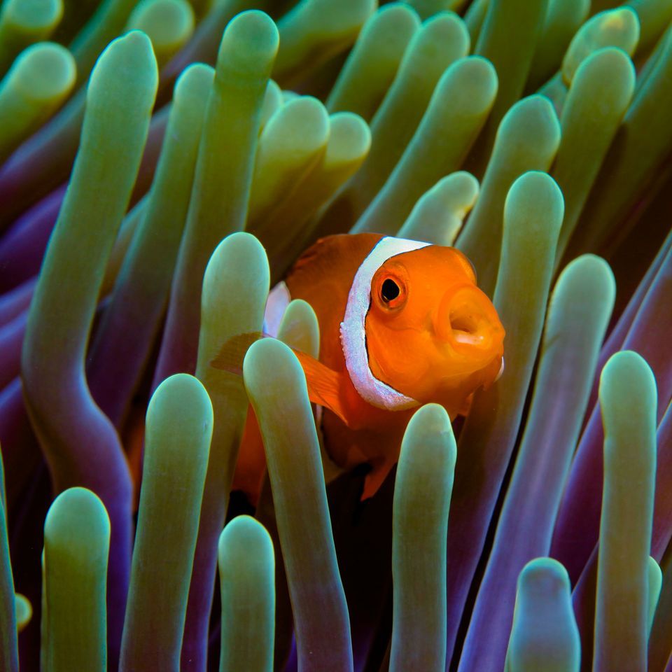 Clownfish High Quality Background on Wallpapers Vista