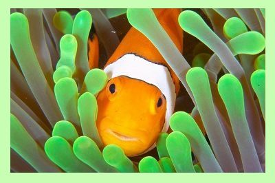 Clownfish HD wallpapers, Desktop wallpaper - most viewed