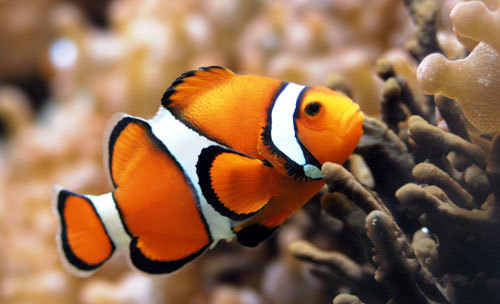 Nice Images Collection: Clownfish Desktop Wallpapers