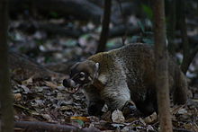 Coati Pics, Animal Collection