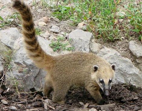 Coati High Quality Background on Wallpapers Vista