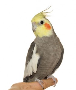 Cockatiel High Quality Background on Wallpapers Vista