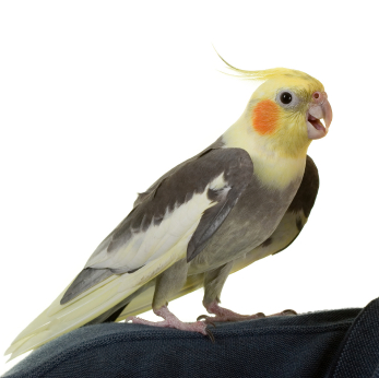 Cockatiel High Quality Background on Wallpapers Vista