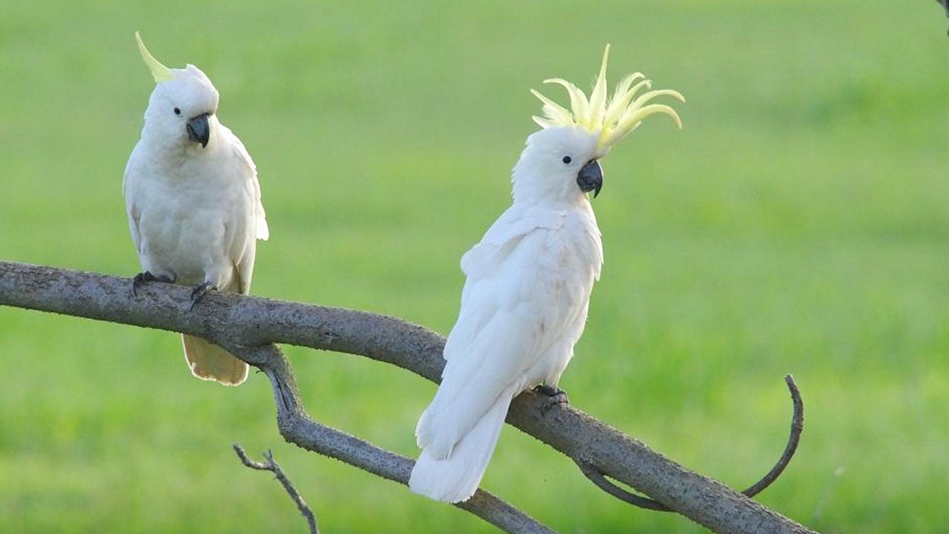 Images of Cockatoo | 1920x1080