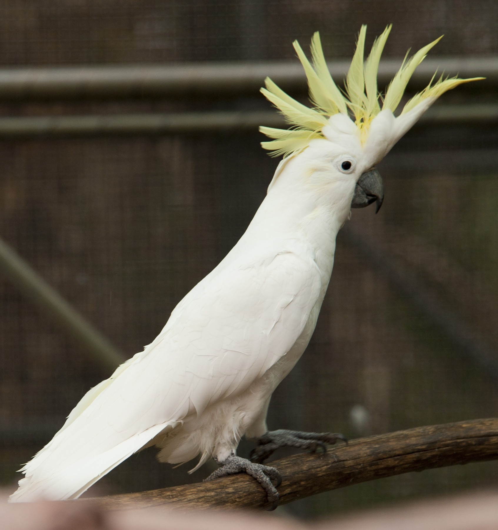 Cockatoo Pics, Animal Collection
