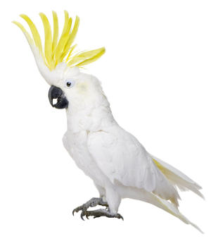 Nice Images Collection: Cockatoo Desktop Wallpapers