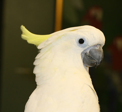 HQ Cockatoo Wallpapers | File 21.27Kb
