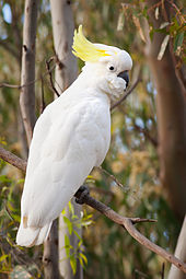 Images of Cockatoo | 170x255
