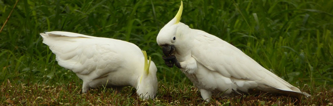 HQ Cockatoo Wallpapers | File 76.25Kb