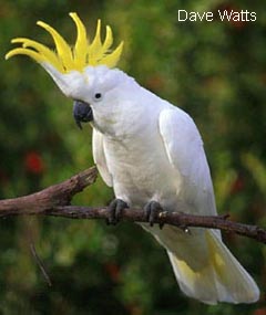 HQ Cockatoo Wallpapers | File 17.06Kb