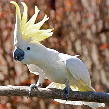 Nice Images Collection: Cockatoo Desktop Wallpapers