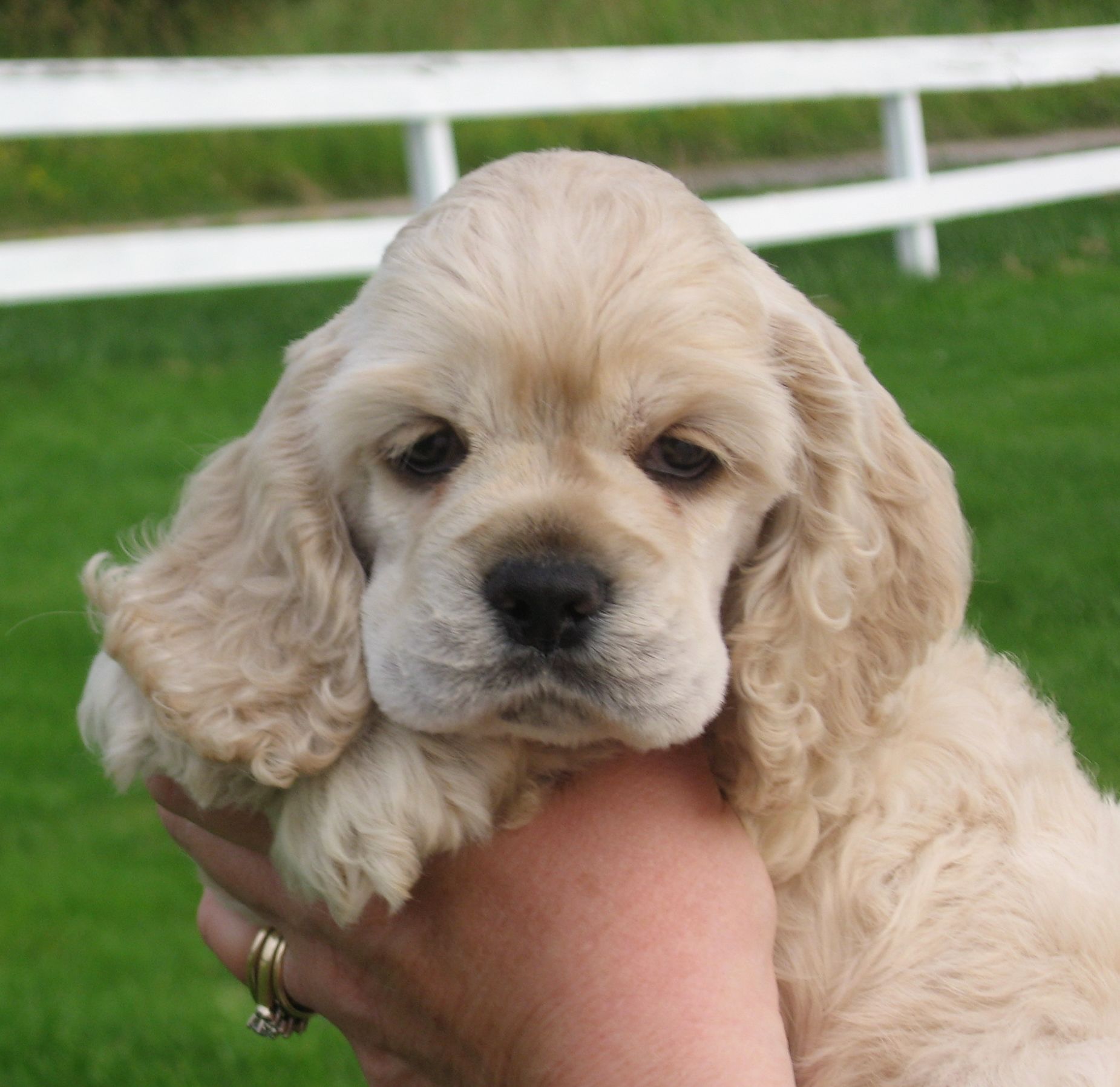 Cocker Spaniel For Sale on Pinterest Spaniel puppies for sale, Am...