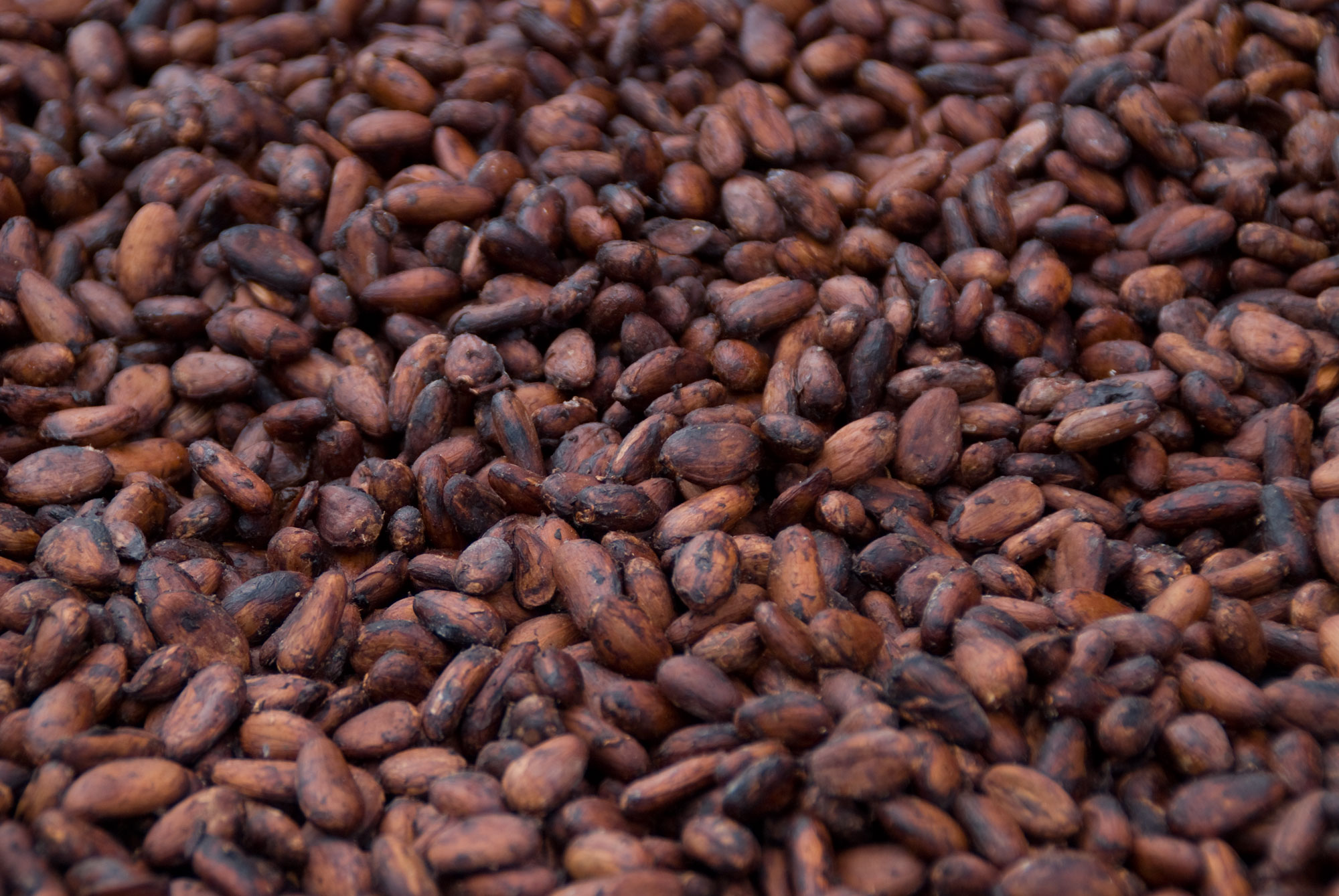 HQ Cocoa Bean Wallpapers | File 470.79Kb