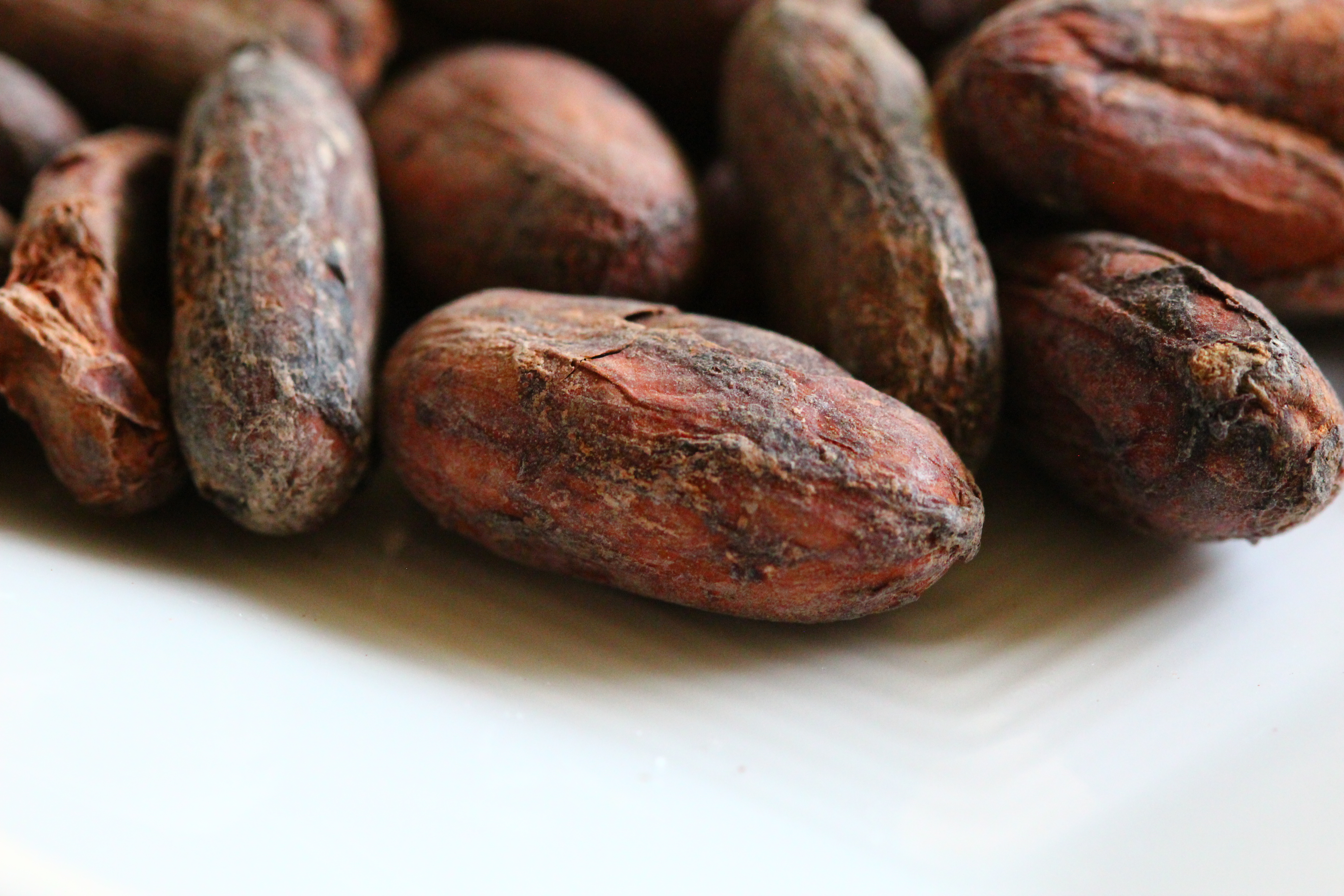 Images of Cocoa Bean | 5184x3456