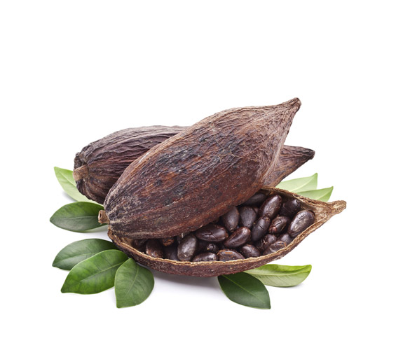 Cocoa Bean High Quality Background on Wallpapers Vista