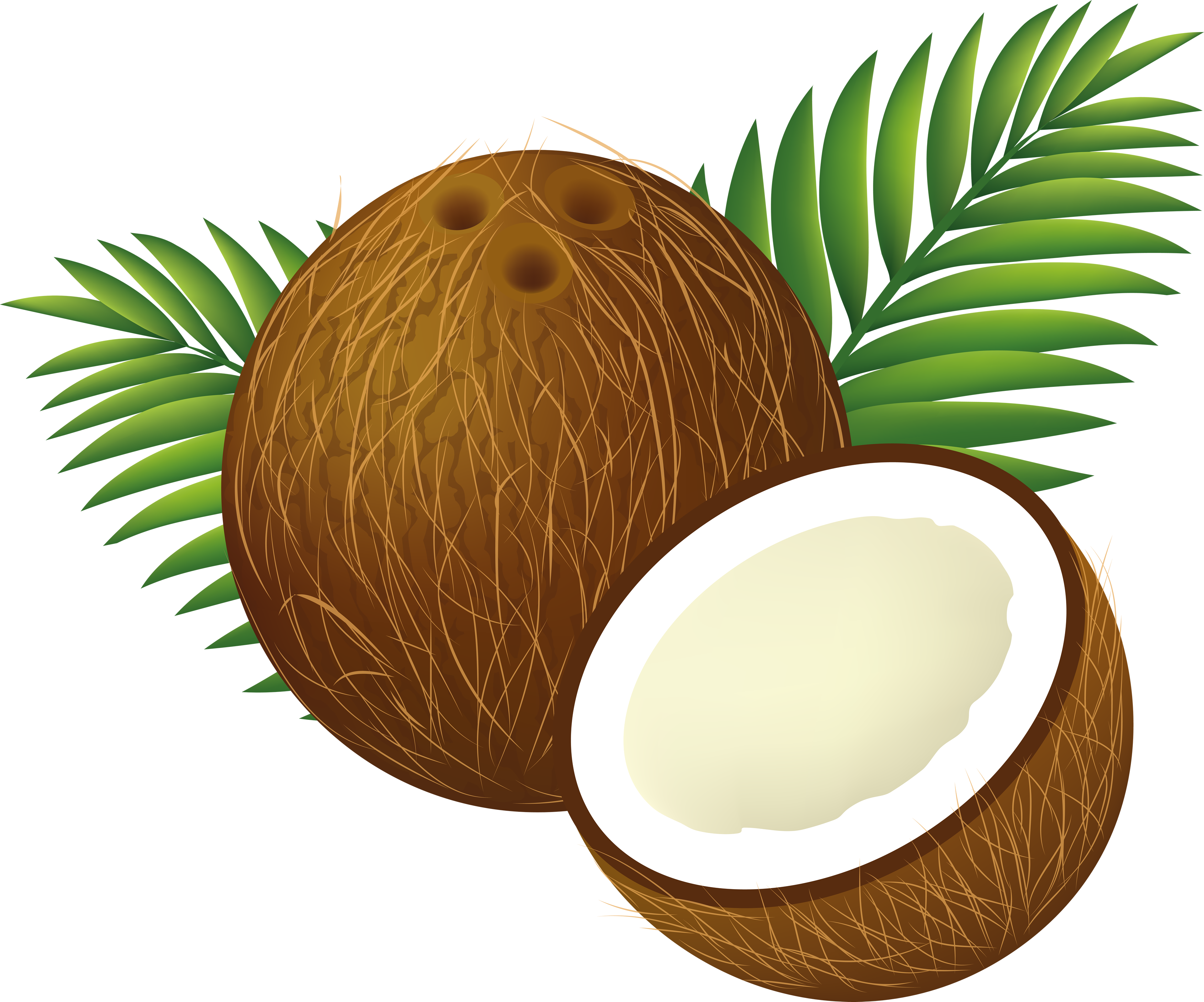 Coconut #7