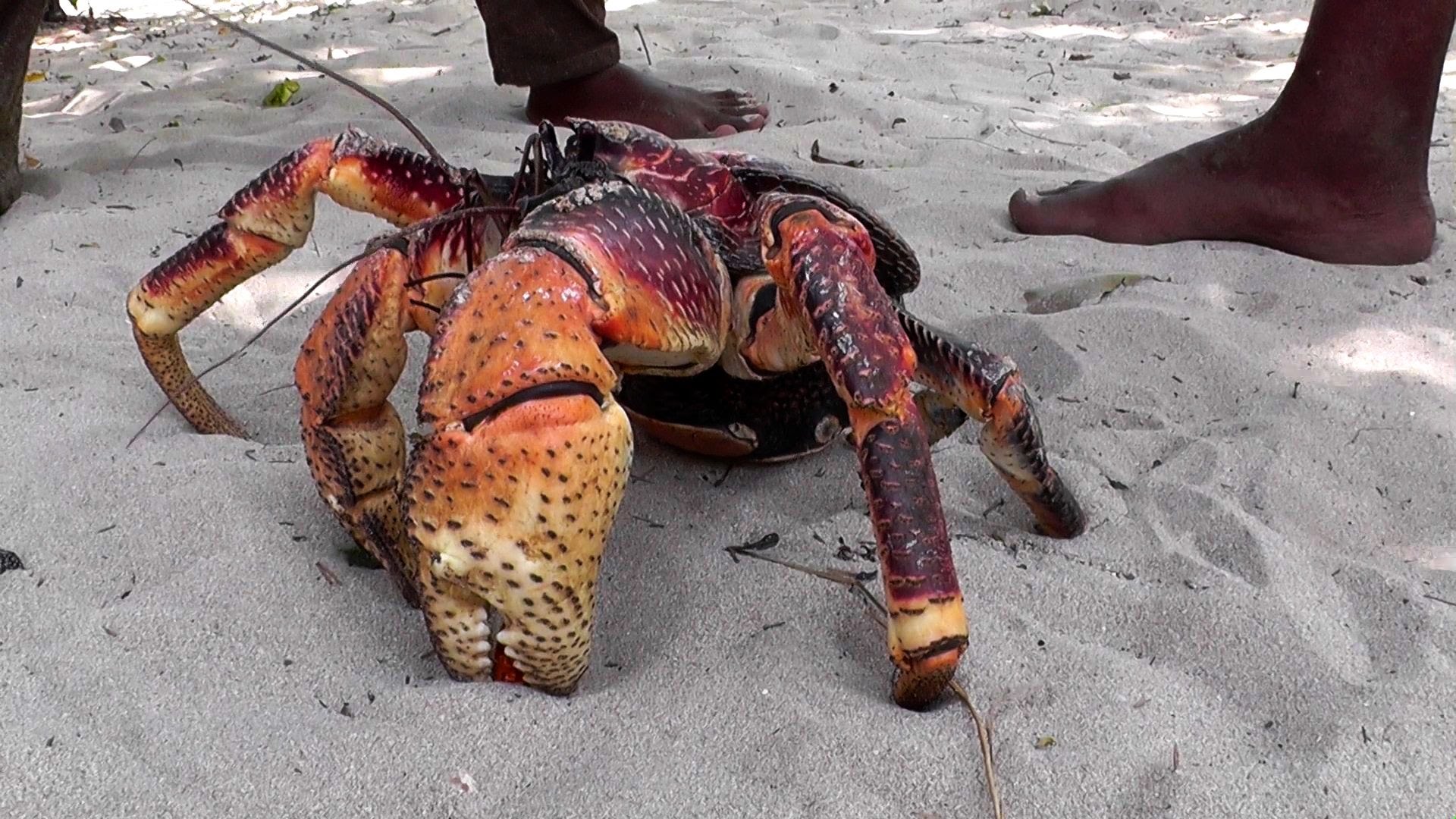 Images of Coconut Crab | 1920x1080