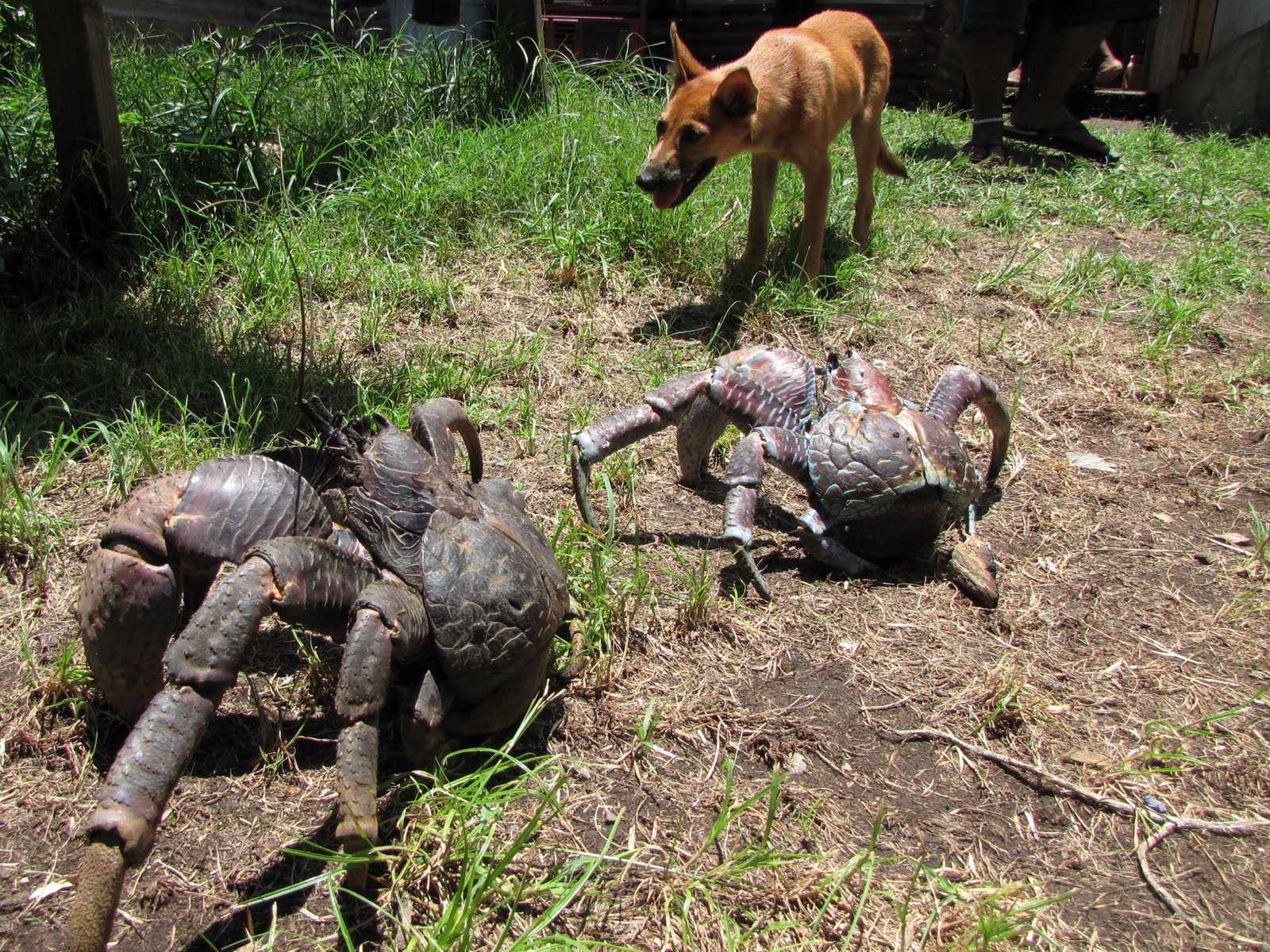 Nice wallpapers Coconut Crab 1600x1200px
