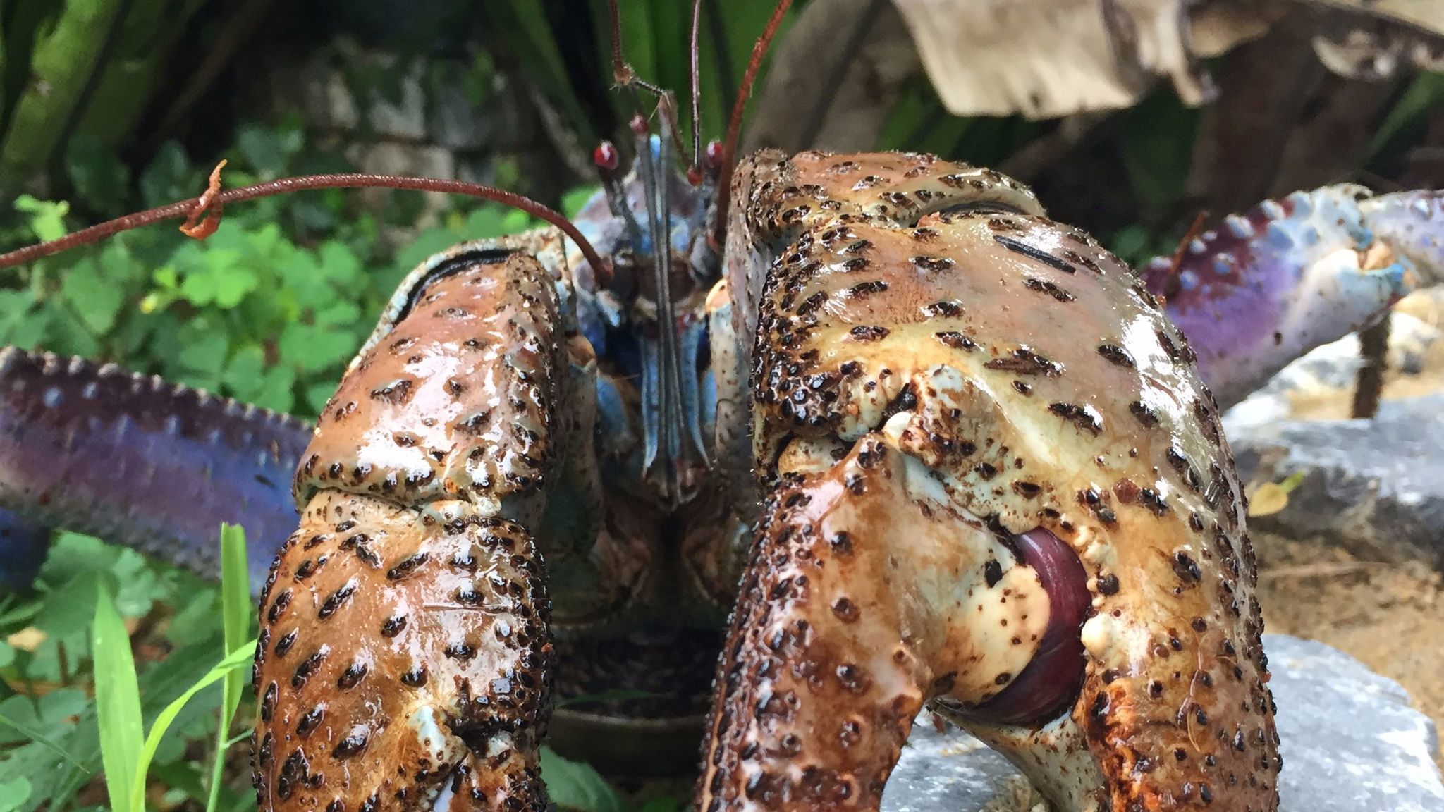 Amazing Coconut Crab Pictures & Backgrounds
