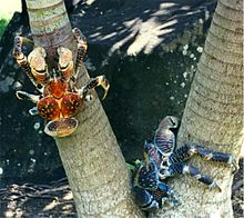 Coconut Crab High Quality Background on Wallpapers Vista