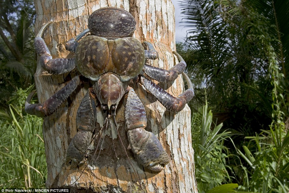 Images of Coconut Crab | 952x635