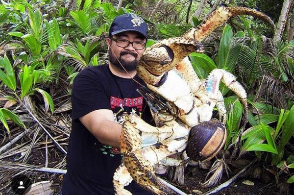 Nice wallpapers Coconut Crab 600x398px