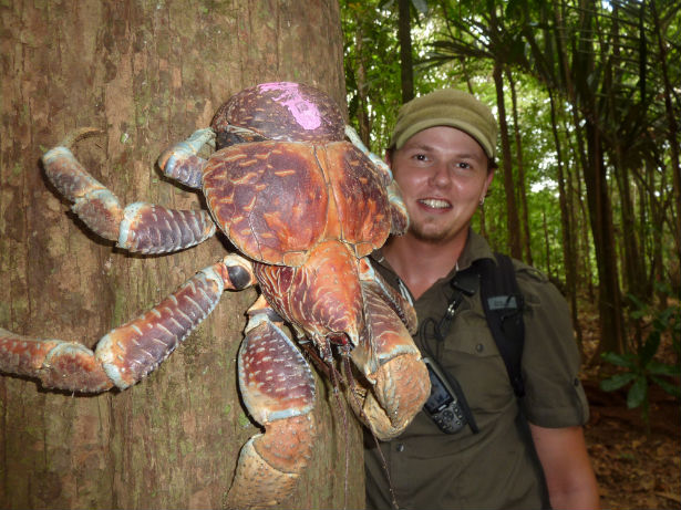 Amazing Coconut Crab Pictures & Backgrounds