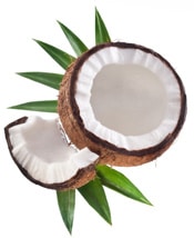 Coconut #17