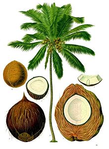 Coconut #13