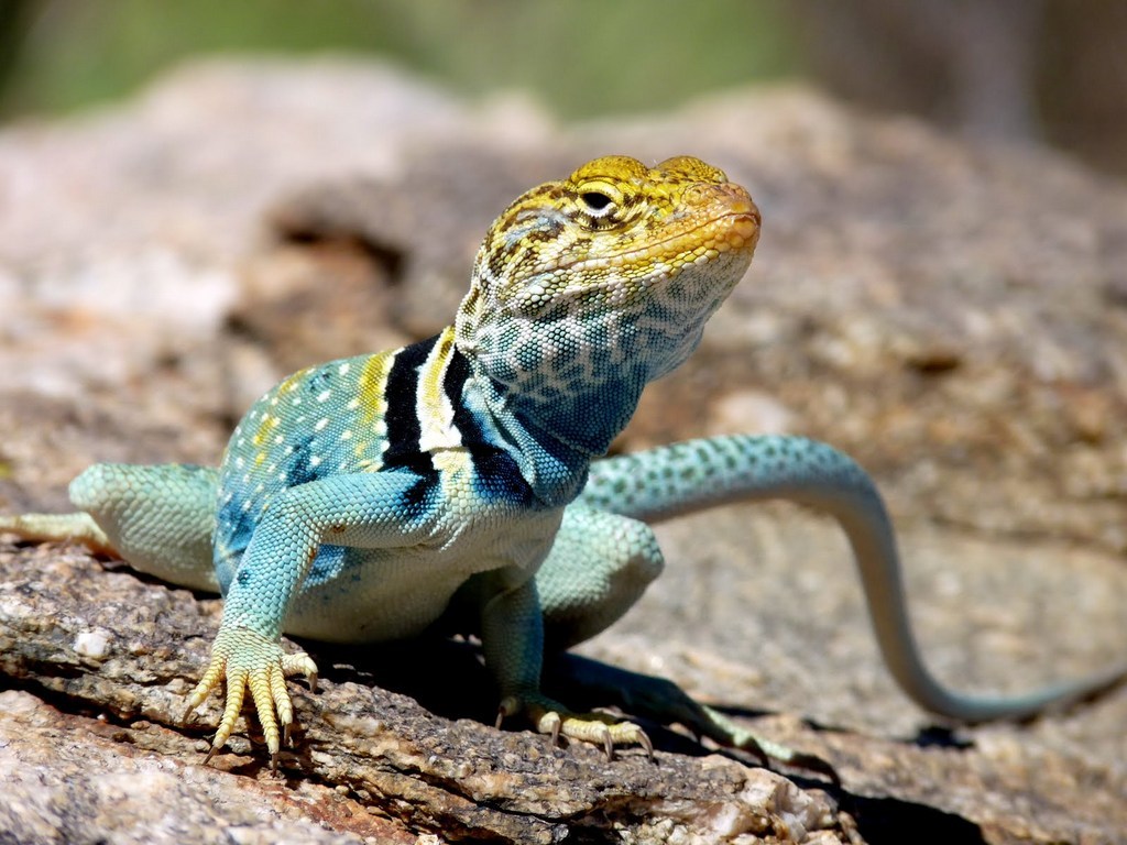 Collared Lizard Backgrounds on Wallpapers Vista