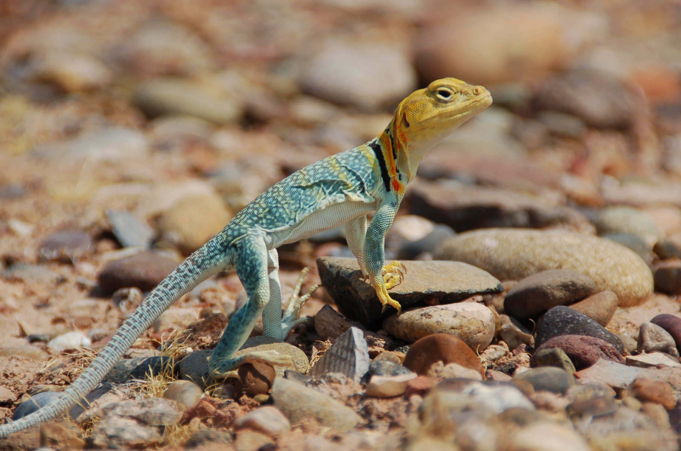 Nice wallpapers Collared Lizard 2256x1496px