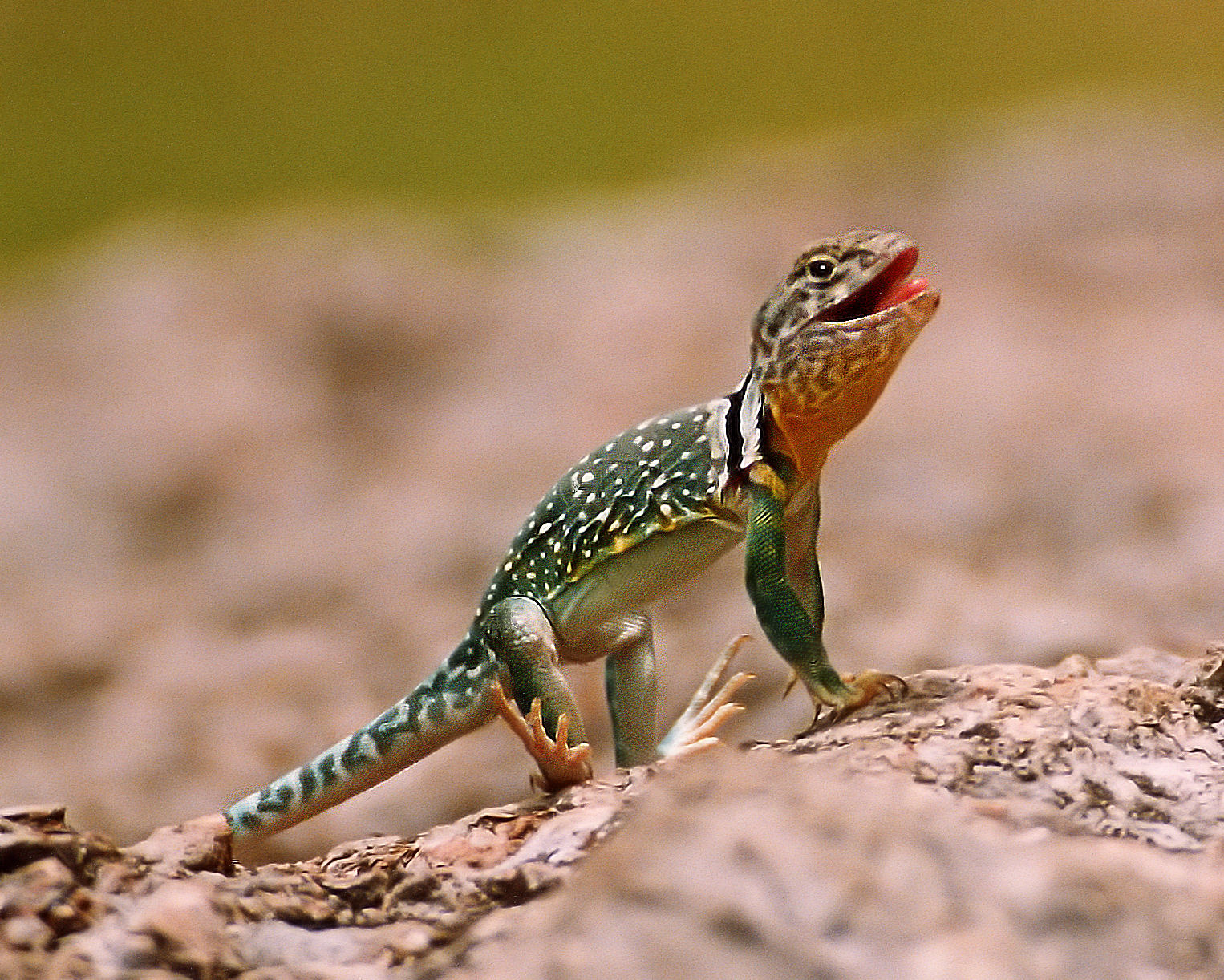 HD Quality Wallpaper | Collection: Animal, 1526x1222 Collared Lizard