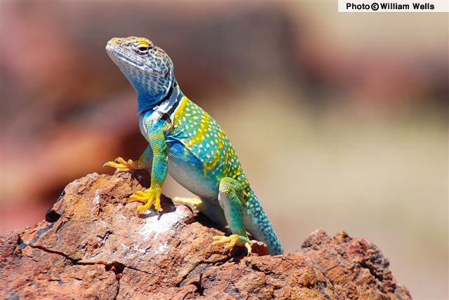 Amazing Collared Lizard Pictures & Backgrounds