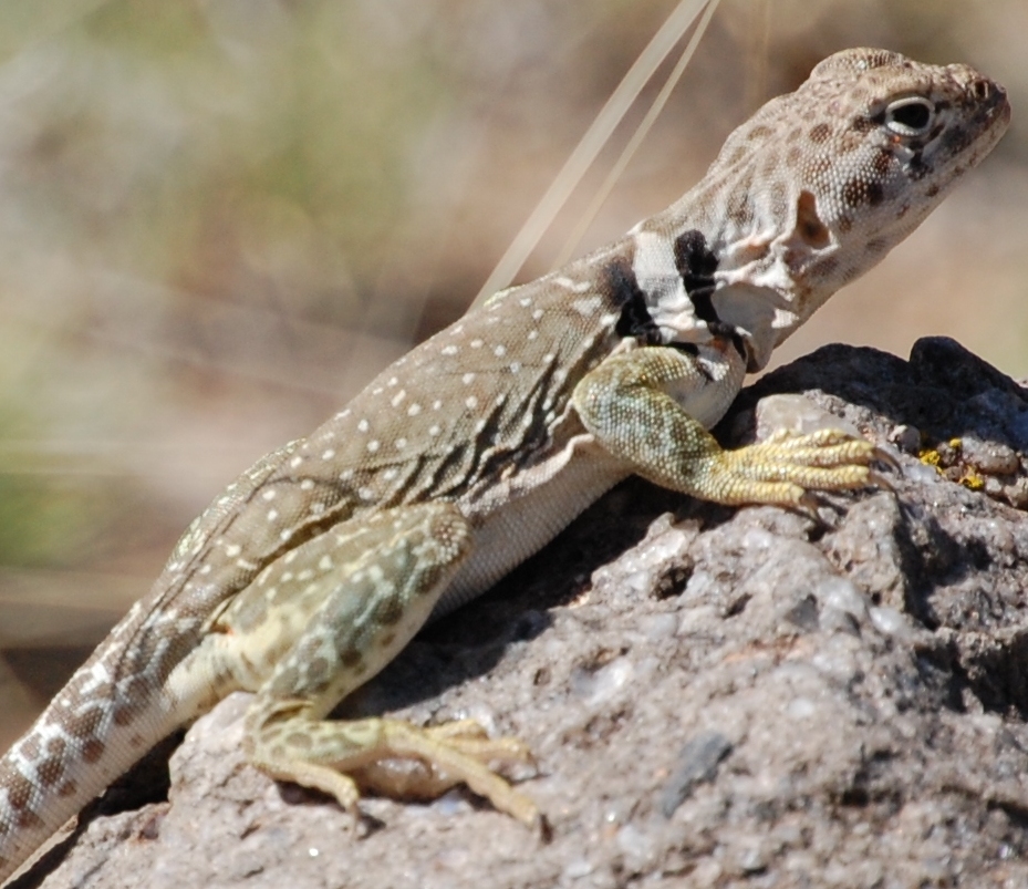 Nice wallpapers Collared Lizard 929x803px