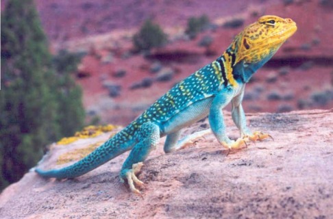 Nice Images Collection: Collared Lizard Desktop Wallpapers