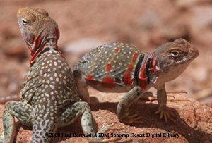 HQ Collared Lizard Wallpapers | File 17.38Kb