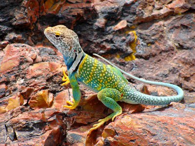 Collared Lizard Backgrounds on Wallpapers Vista