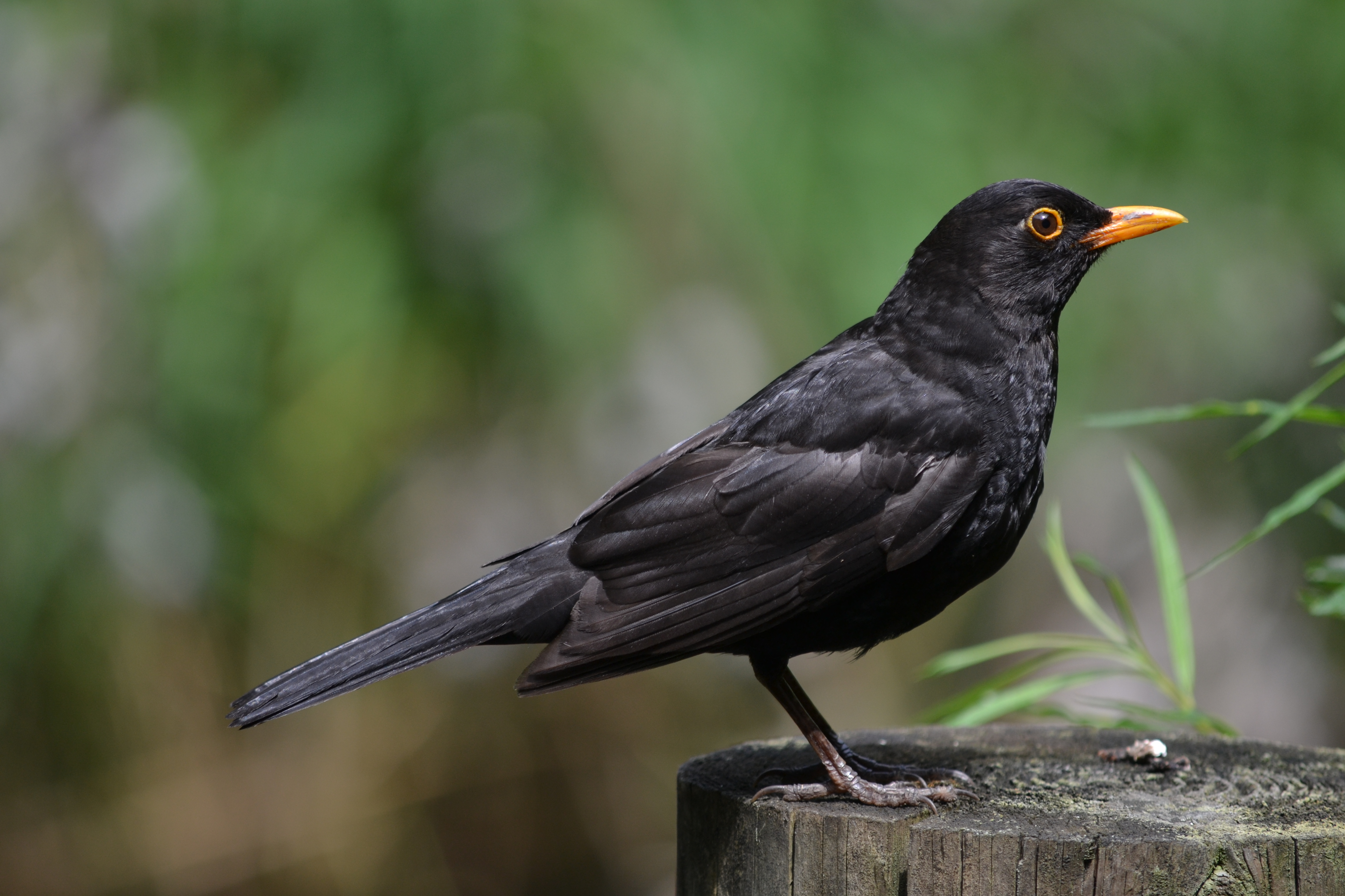 Common Blackbird Pics, Animal Collection