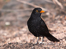 Amazing Common Blackbird Pictures & Backgrounds