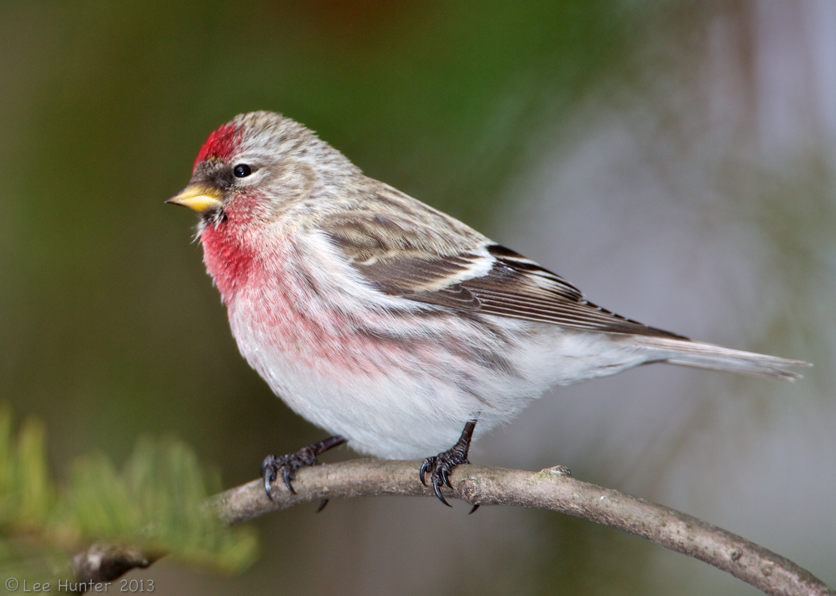 Common Redpoll Backgrounds, Compatible - PC, Mobile, Gadgets| 2815x2009 px