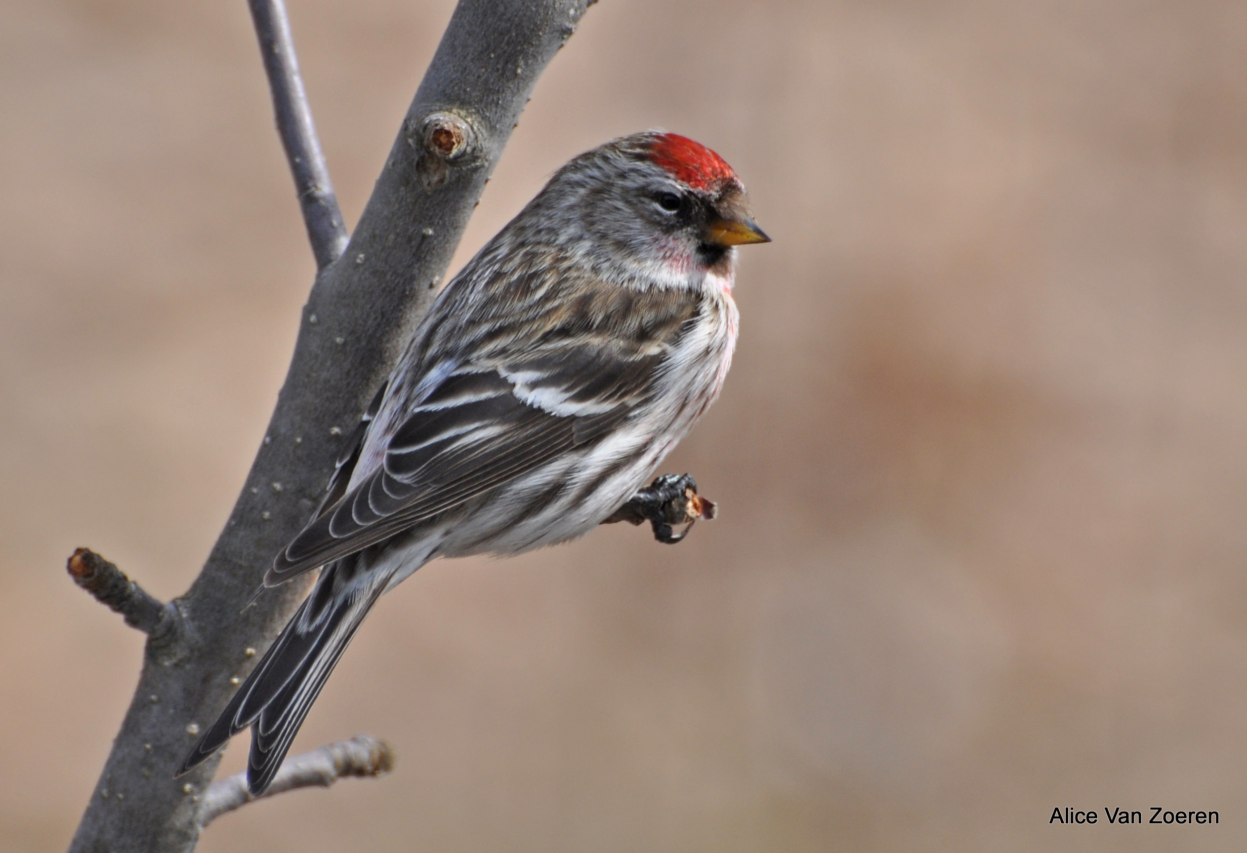 Common Redpoll Backgrounds on Wallpapers Vista