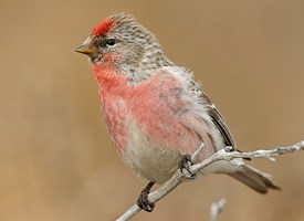 Common Redpoll High Quality Background on Wallpapers Vista