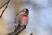 Common Redpoll Backgrounds, Compatible - PC, Mobile, Gadgets| 220x147 px